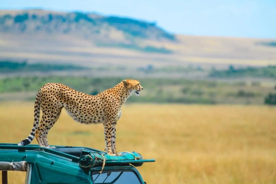 Maasai Mara