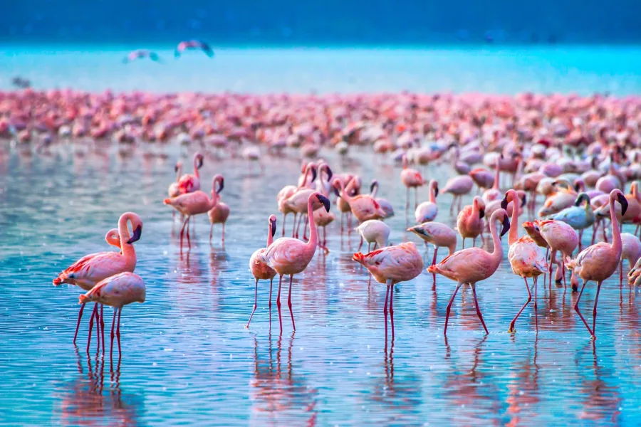 Lake Nakuru Day Safari