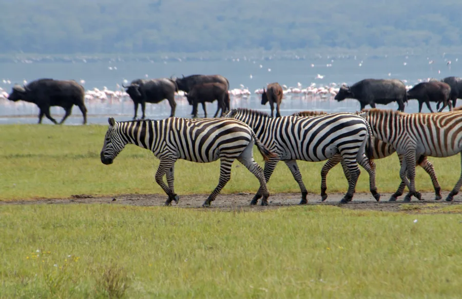 2 Days Nakuru and Naivasha